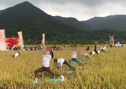 浙江象山“開鐮儀式”在稻田中表演瑜伽 網(wǎng)友質(zhì)疑踩踏稻谷