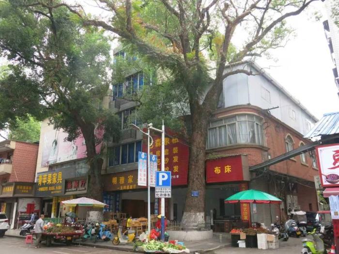 男子多次給220年珍貴古樹投毒 竟是這個(gè)原因