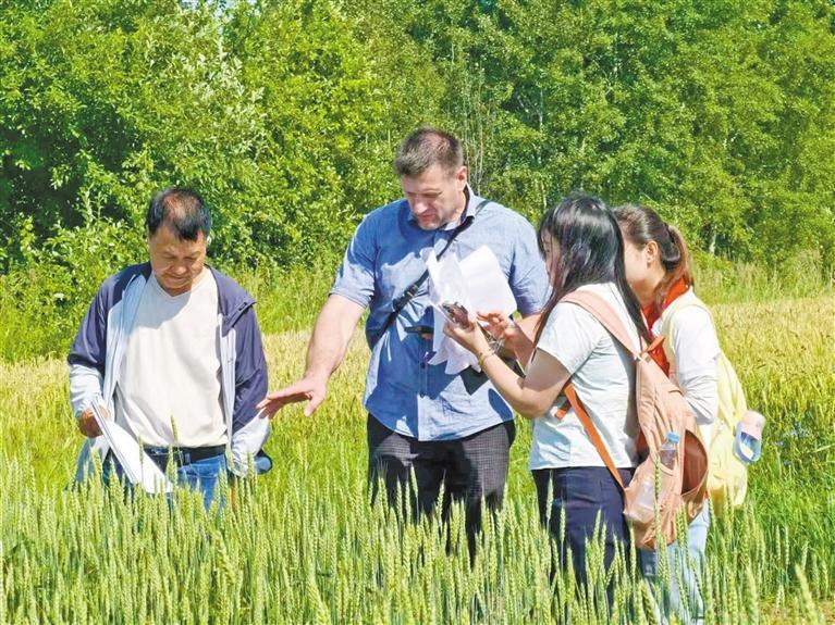 農業“金種子” 絲路結碩果