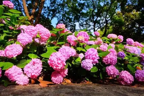 西安5個(gè)繡球?qū)僦参镄缕贩N躋身“國(guó)家名錄”