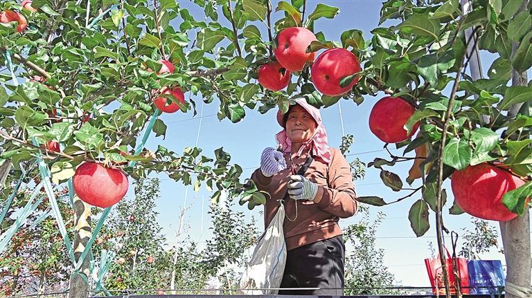 農(nóng)業(yè)向“新” 動能澎湃