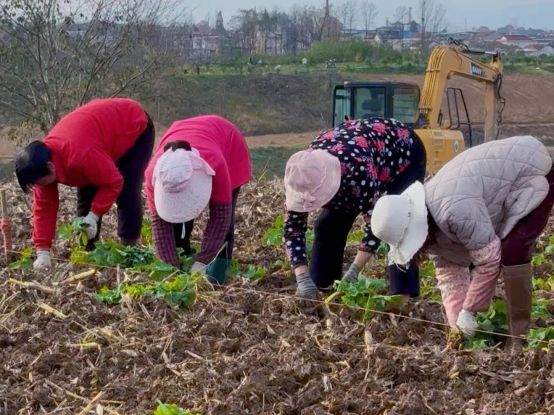 漢臺新增200畝彩色油菜花種植面積!打造新景觀